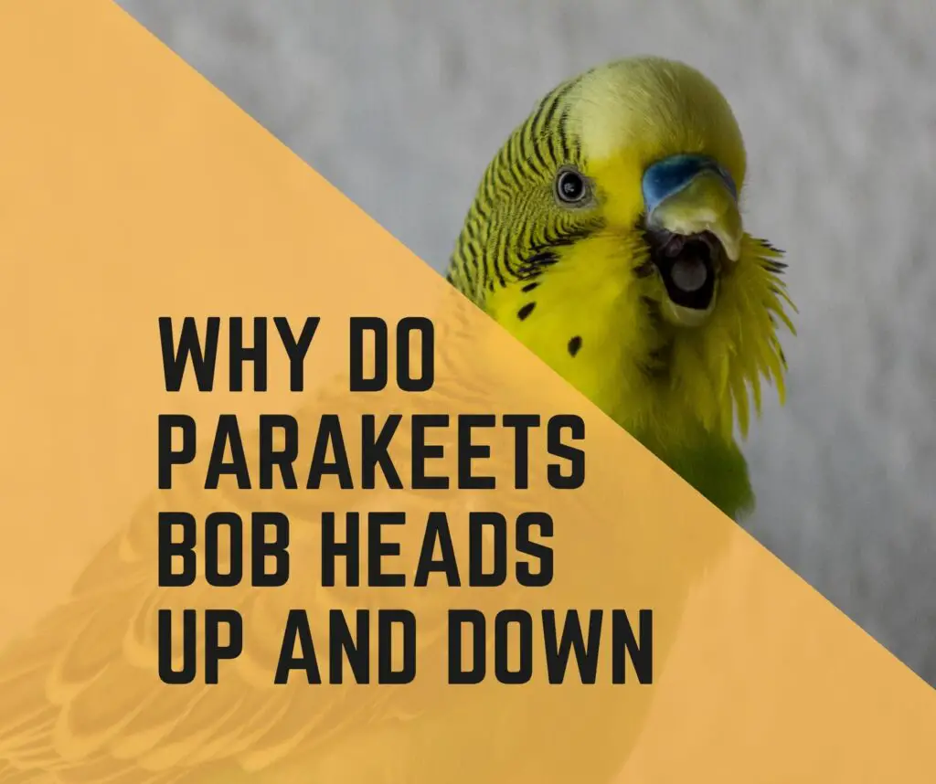 Why Do Parakeets Bob Up And Down