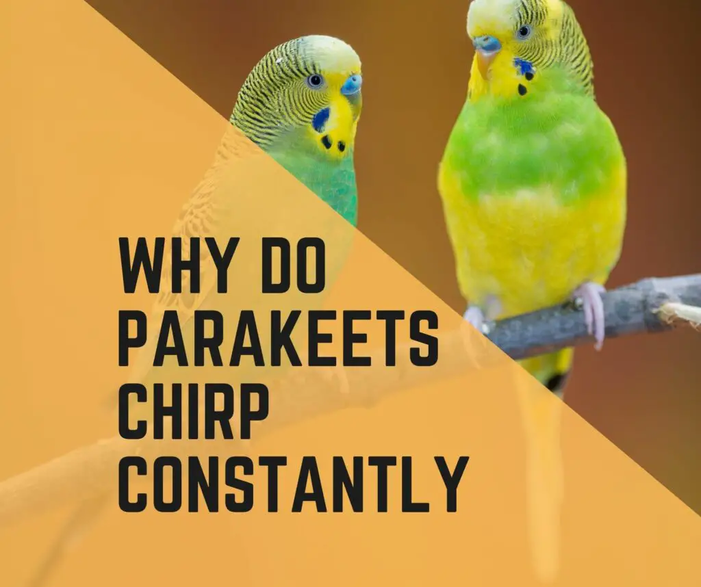 Why Do Parakeets Chirp Constantly