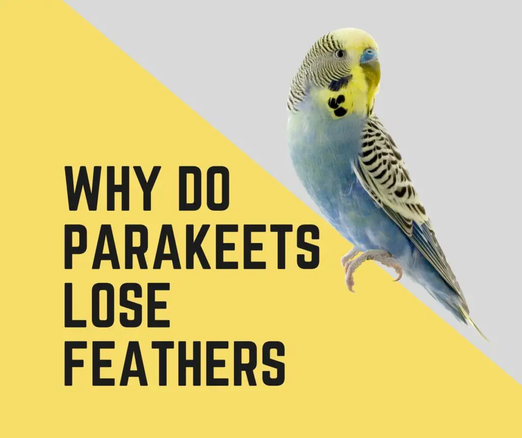 Why Do Parakeets Lose Feathers