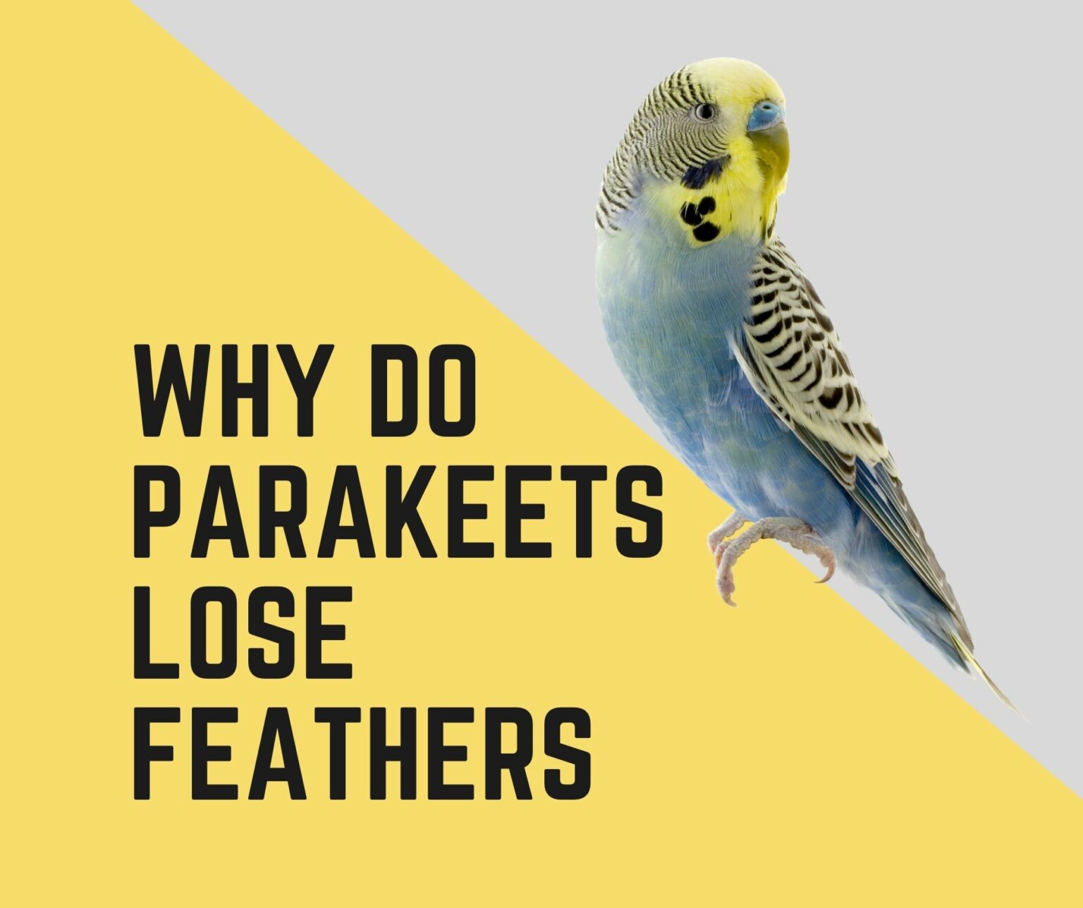 why-do-parakeets-lose-feathers-5-valid-reasons-birds-news