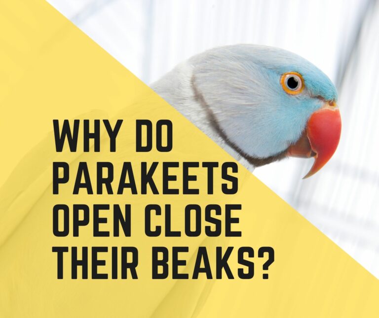 Why Do Parakeets Open And Close Their Beaks