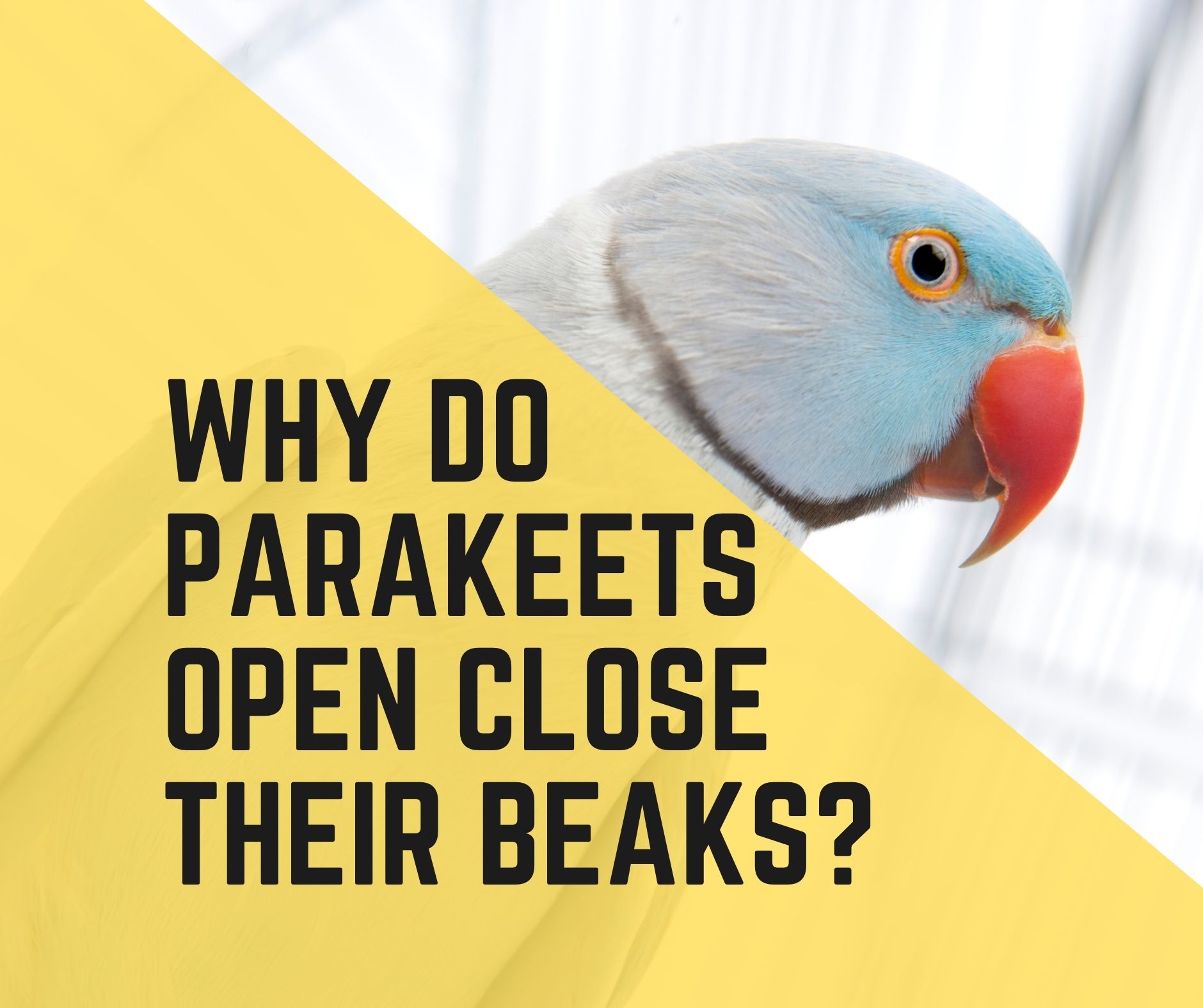 Why Do Parakeets Open And Close Their Beaks