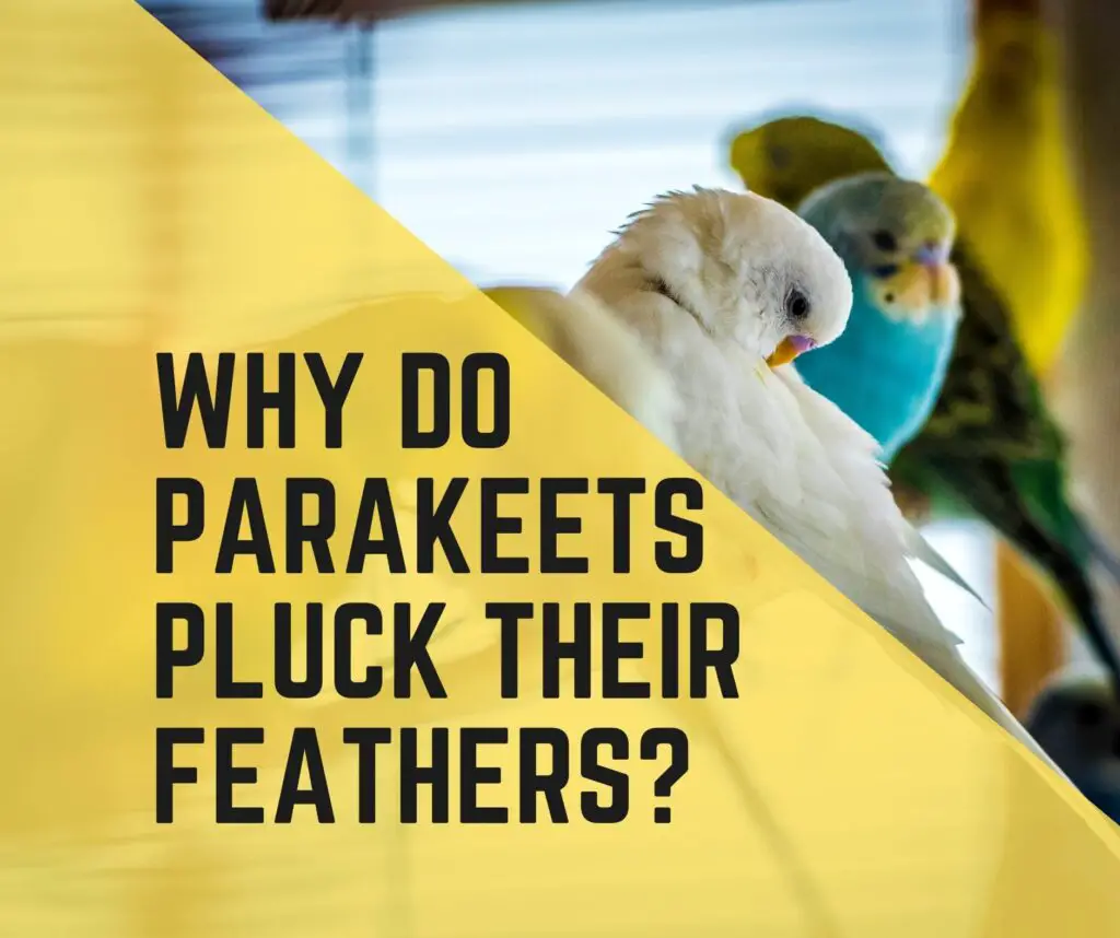Why Do Parakeets Pluck Their Feathers