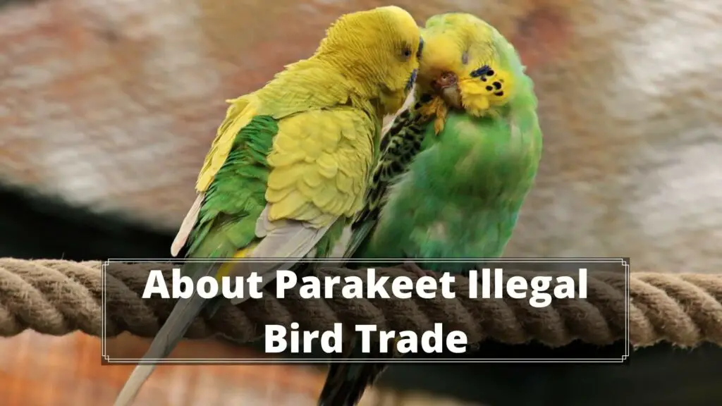 about parakeet illegal bird trade