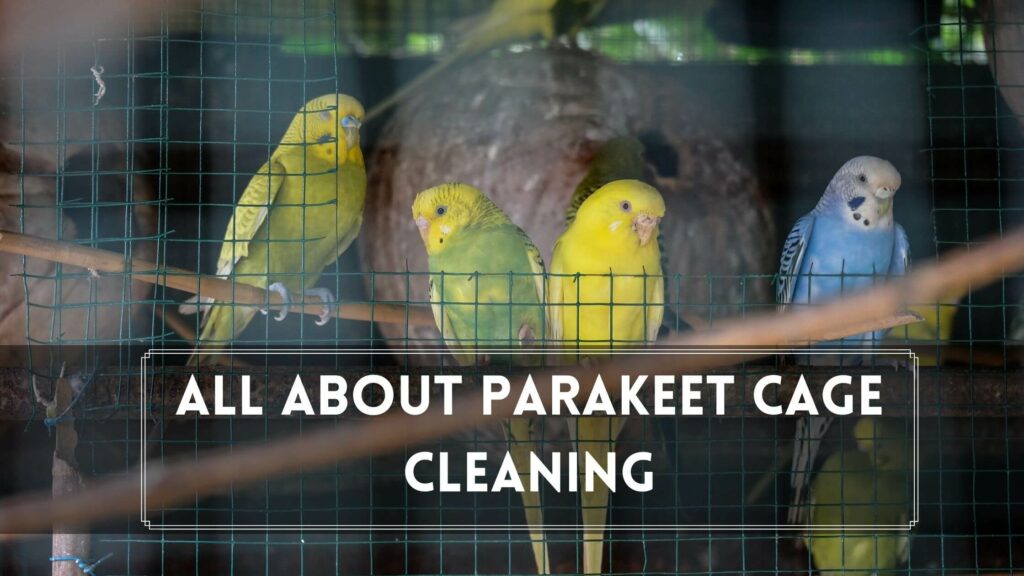 all about parakeet cage cleaning