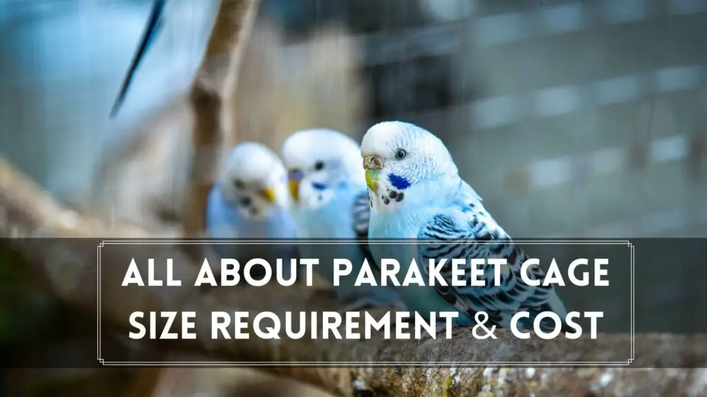 How To Set Up A Bird Cage For Parakeets, all about parakeet cage size requirement & cost