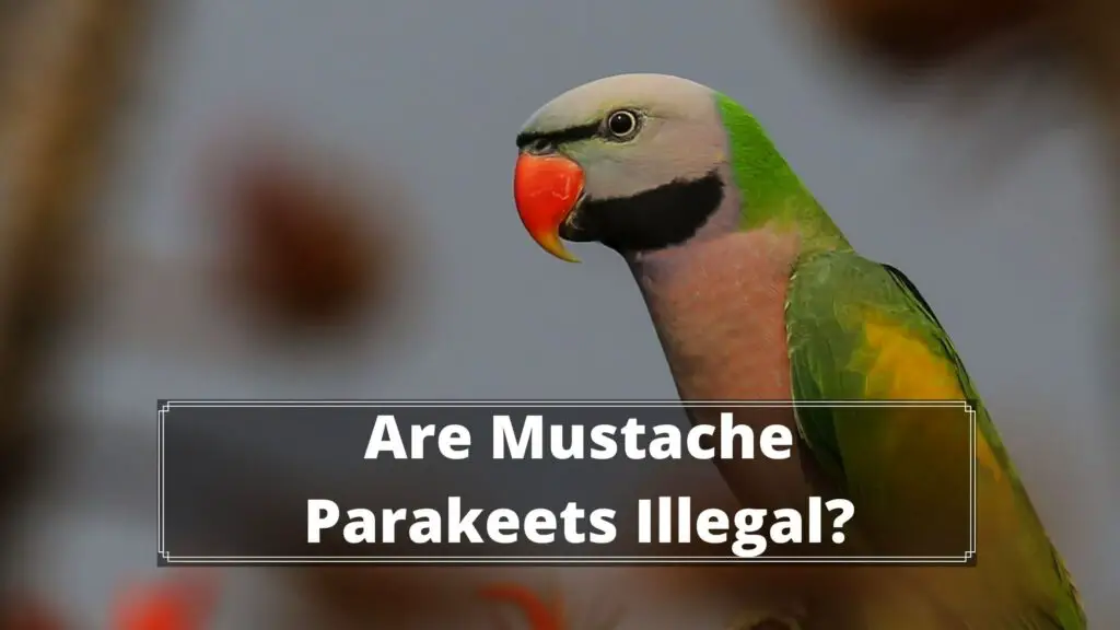 are mustache parakeet illegal