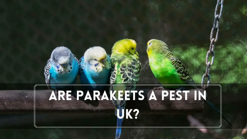 Are parakeets a pest in UK?//