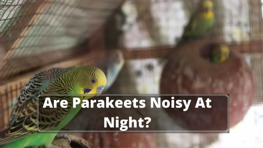 are parakeets noisy at nightare parakeets noisy at night