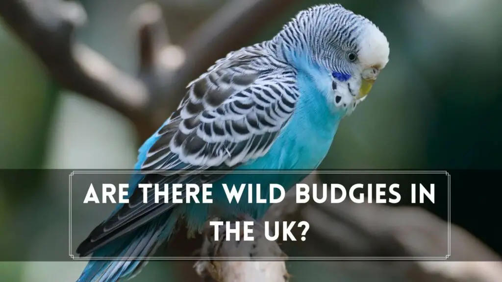 are there wild budgies in the uk