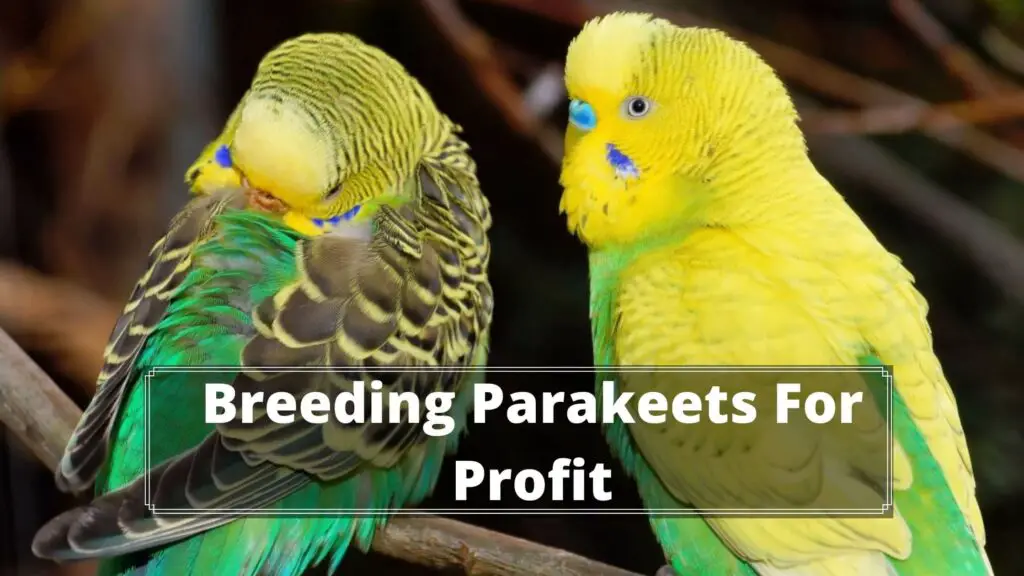 breeding parakeets for profit