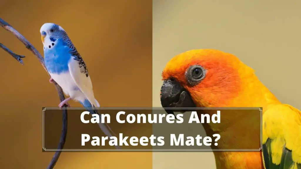 Can Conures And Parakeets Mate?