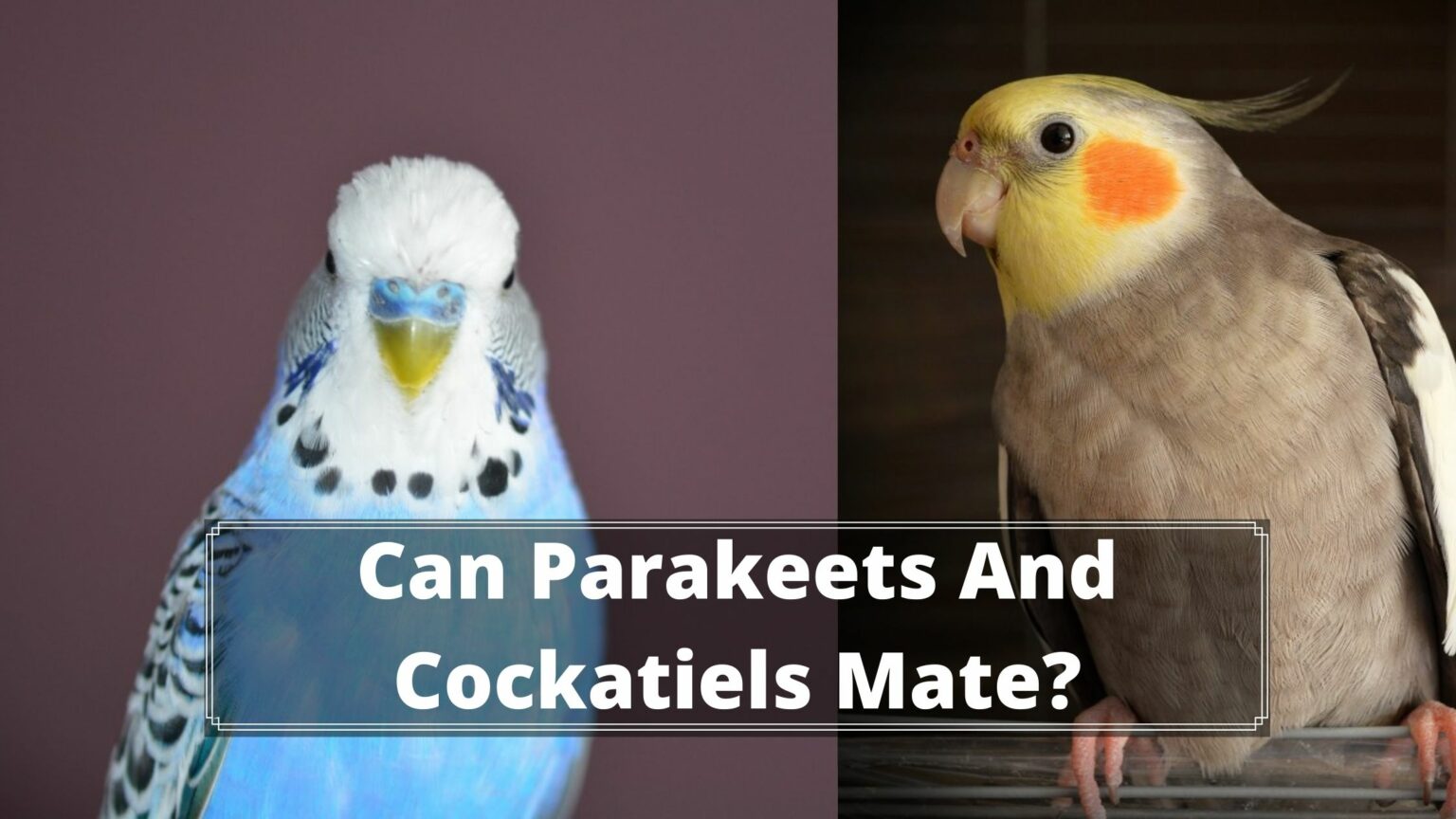 Can Parakeet Breed With Other Birds? - Birds News