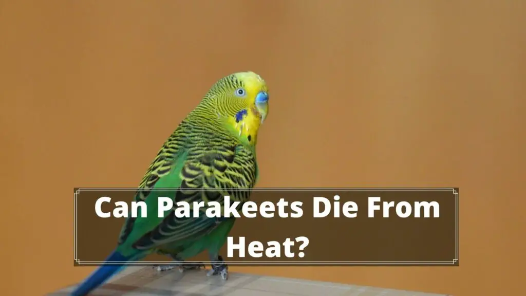 can parakeets die from heat