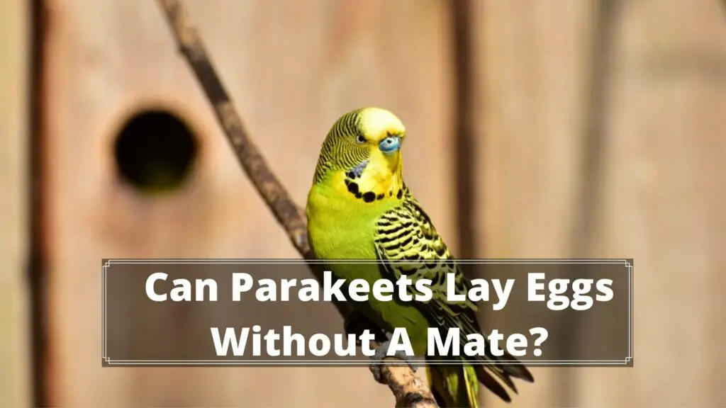 can parakeets lay eggs without a mate