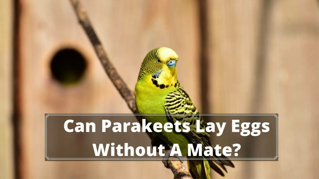 can parakeets lay eggs without a mate