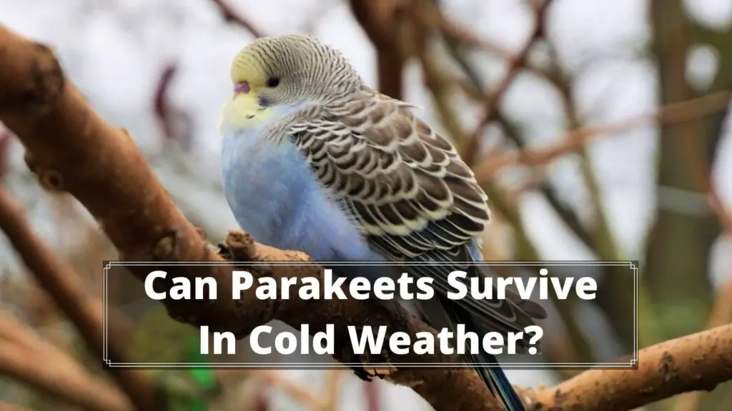can parakeets survive in cold weather