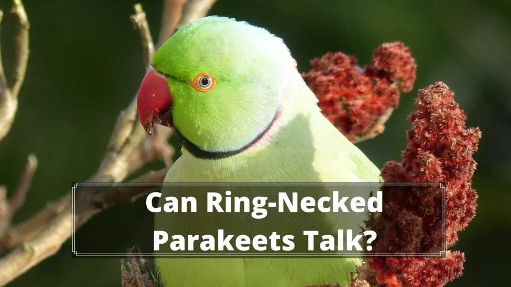 Can Ring-Necked Parakeets Talk?