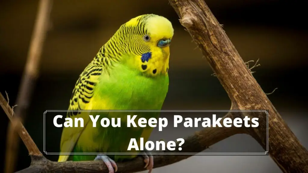 can you keep parakeets alone