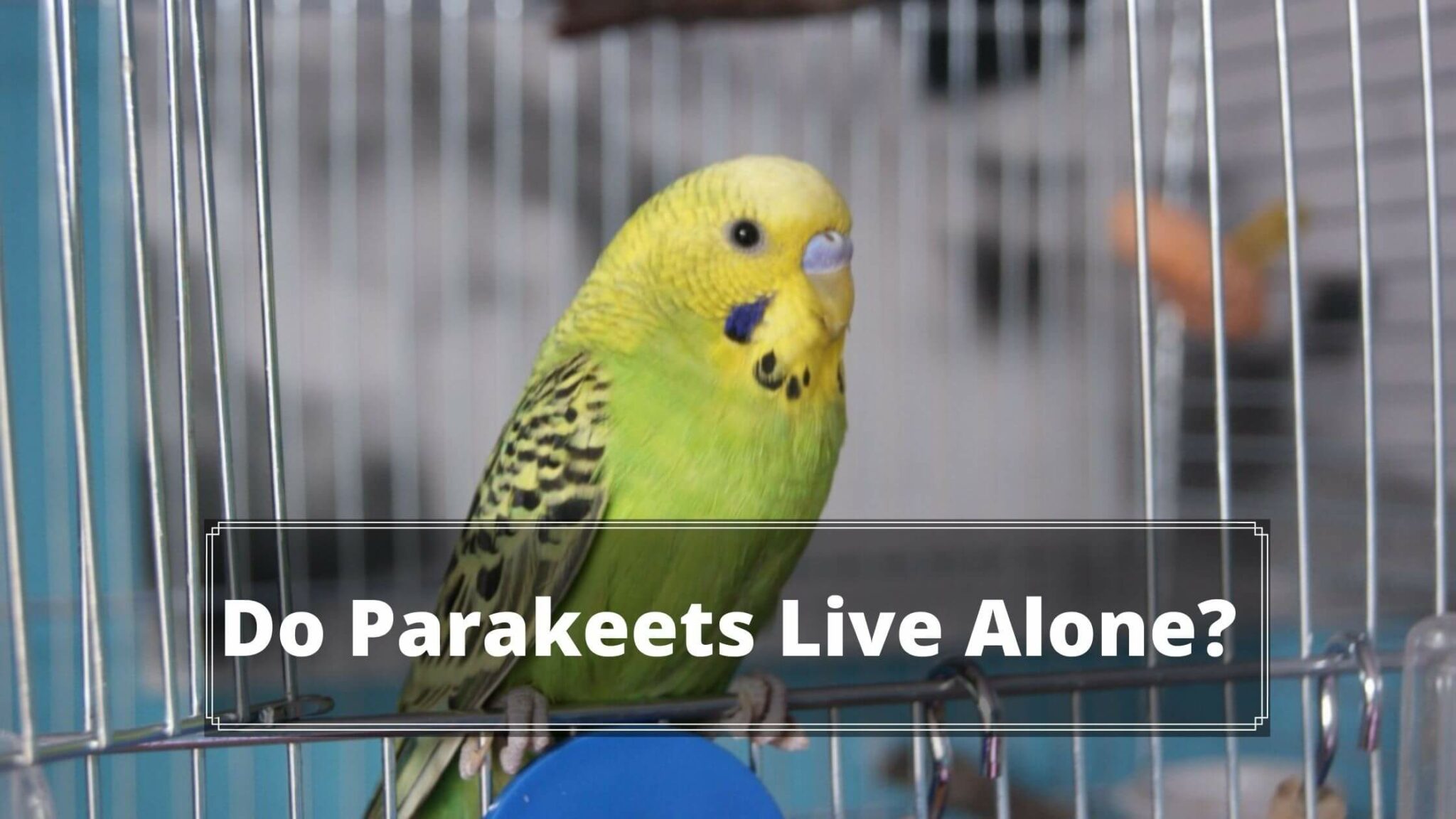 Can Parakeets Live Alone?+Do They Need a Companion? Birds News
