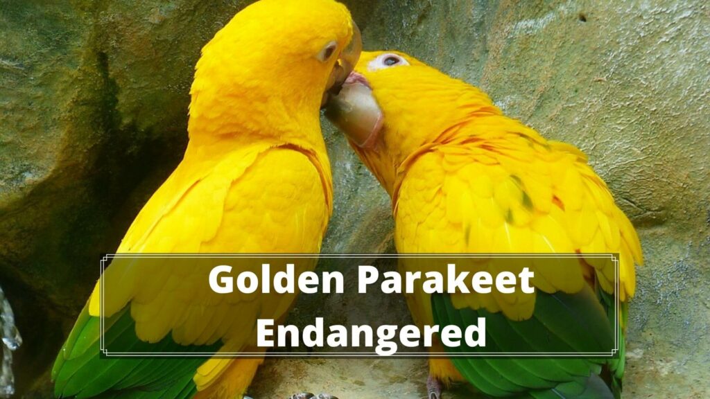 golden parakeet endangered