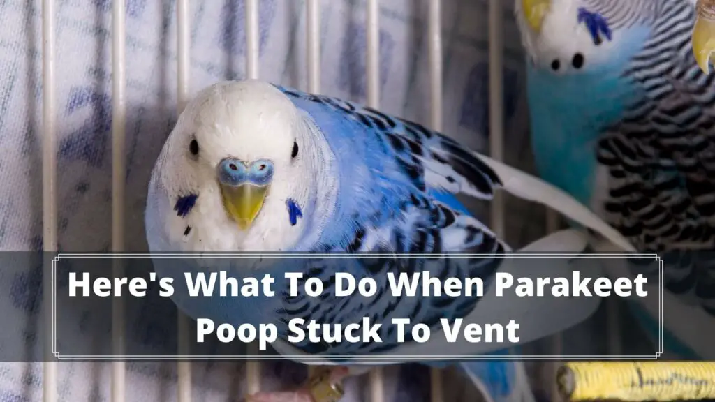 here's what to do when parakeet poop stuck to vent