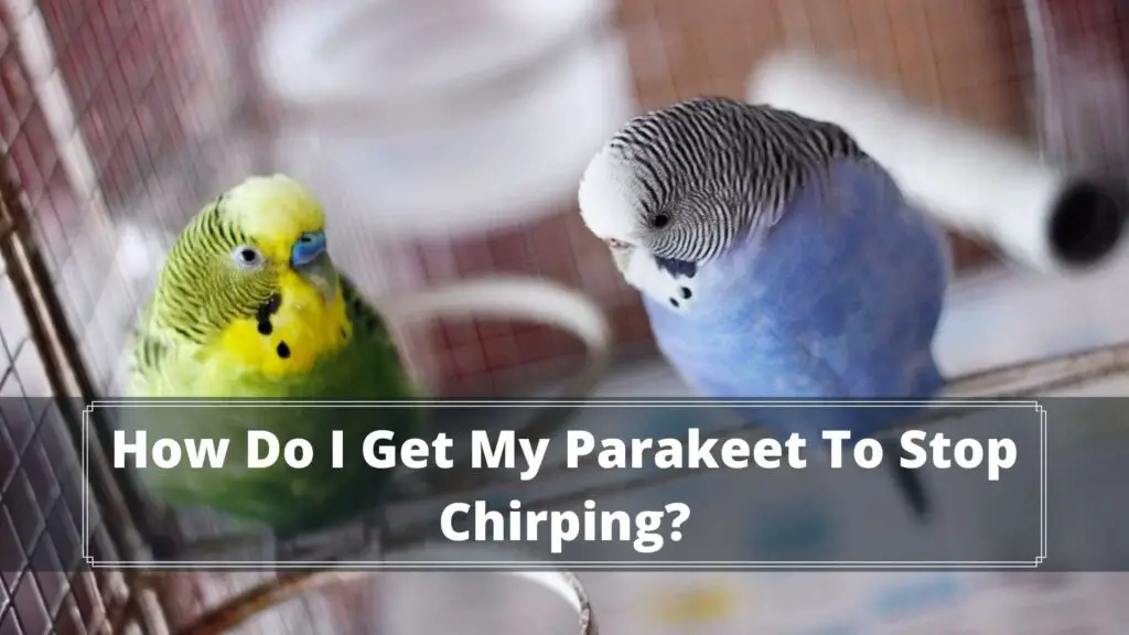 Why Do Parakeets Chirp Constantly?How to stop it?
