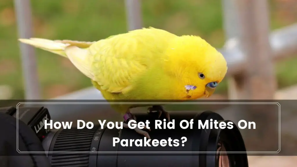 how do you get rid of mites on parakeets
