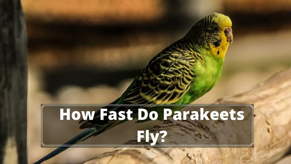 how fast do parakeets fly