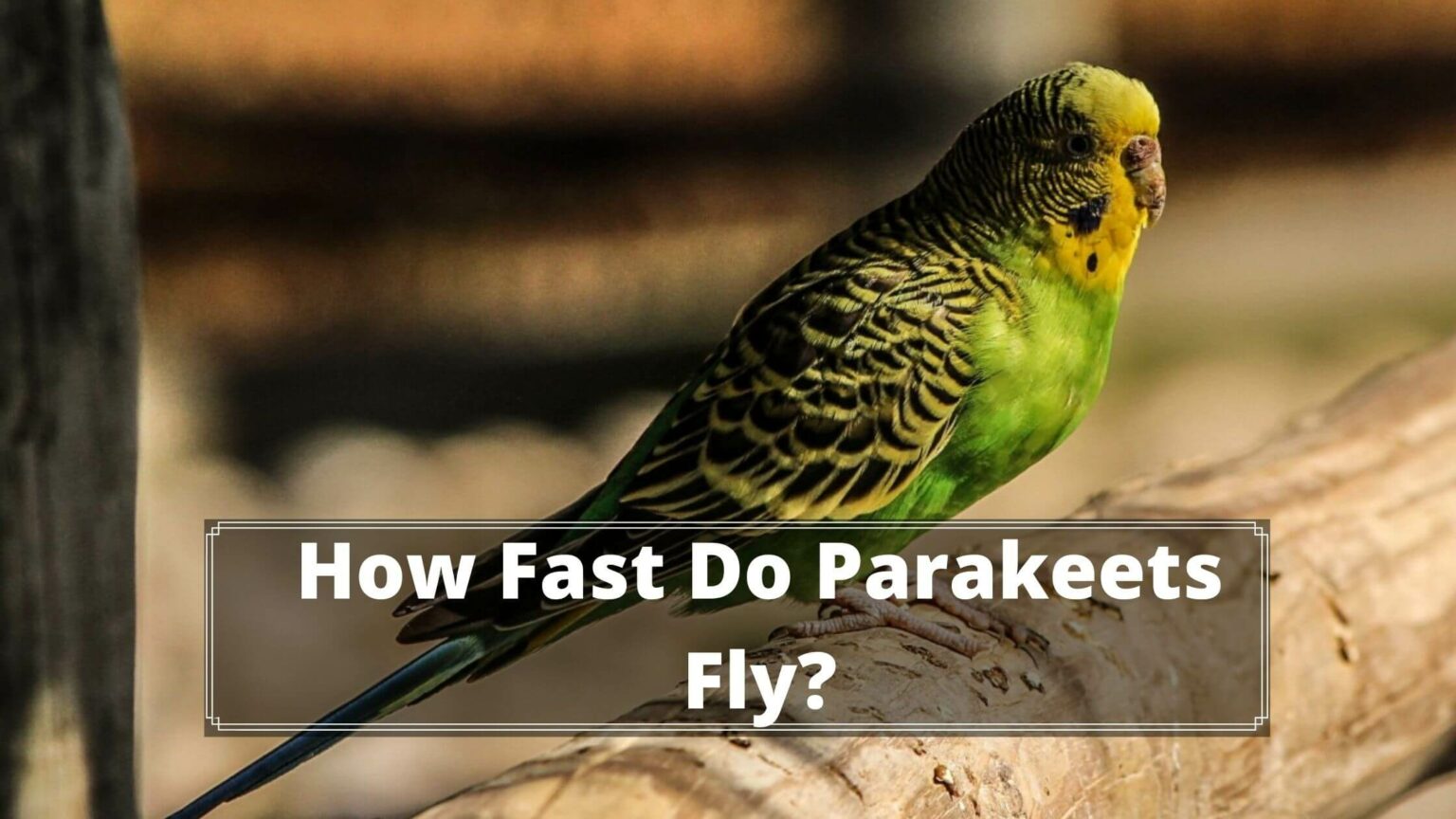 Can Parakeets Fly? If So, How Far? Birds News