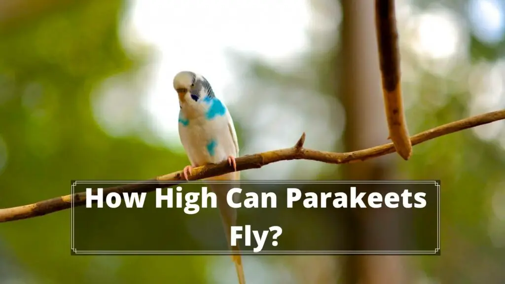 how high can parakeets fly