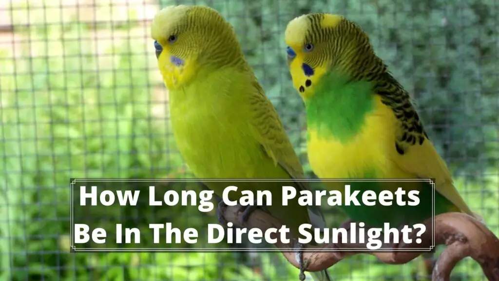 how long can parakeet be in the direct sunlight