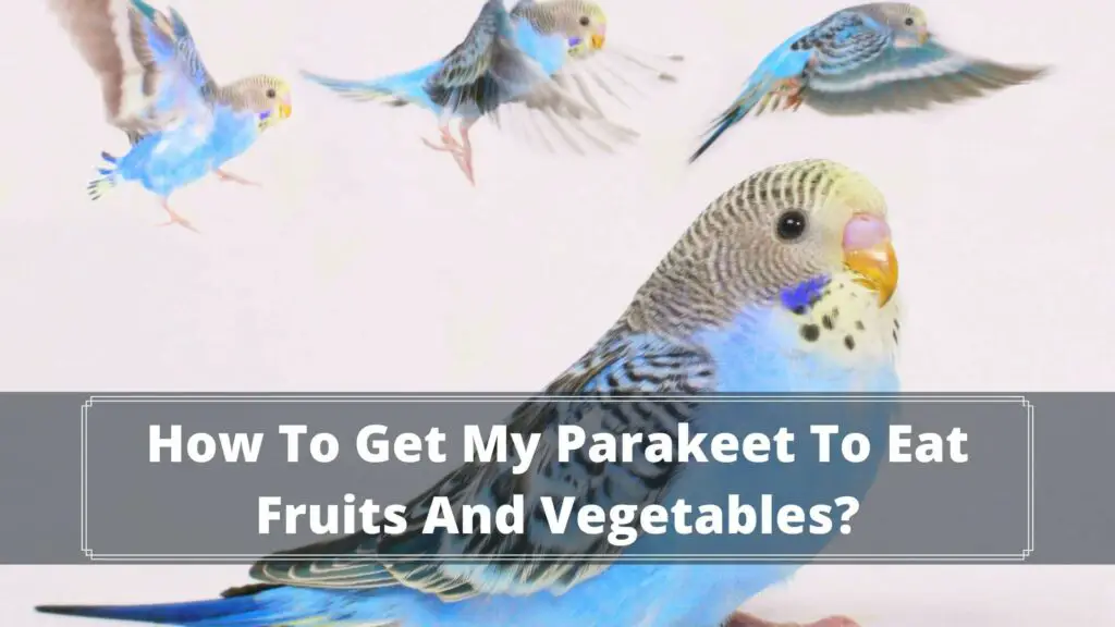how to get my parakeet to eat fruits and vegetables