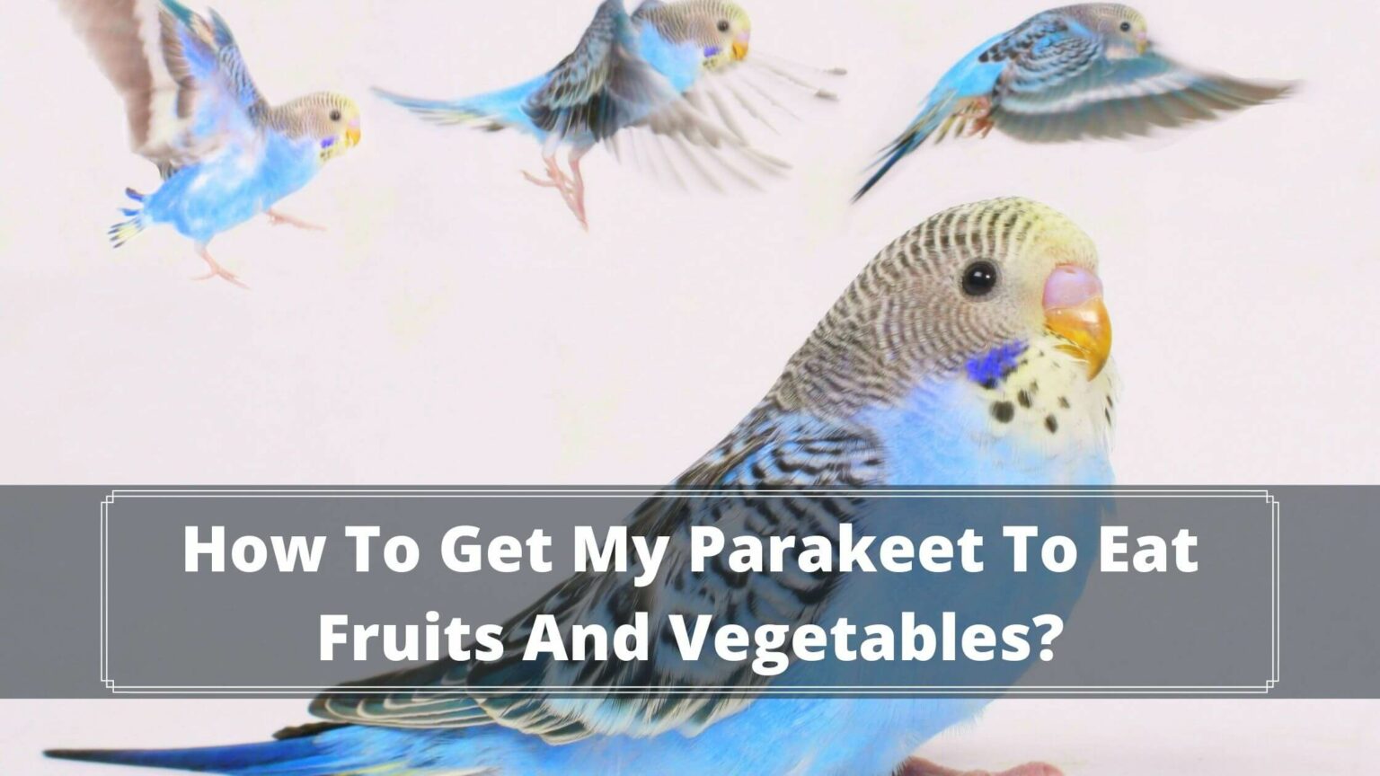 How To Get My Parakeet To Eat Fruits And Vegetables? Birds News
