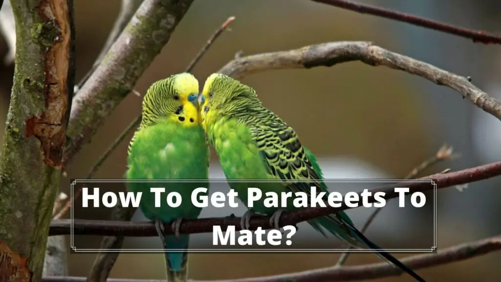 how to get parakeets to mate