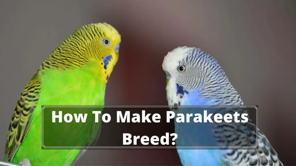 how to make parakeets breed