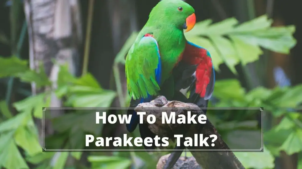 how to make parakeets talk