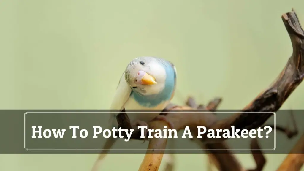 how to potty train a parakeet
