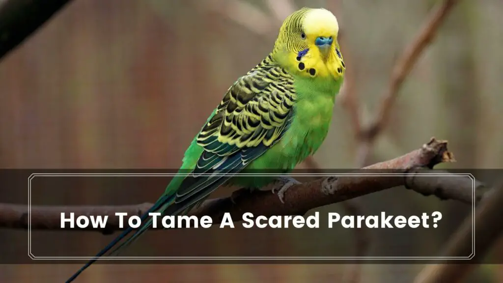 how to tame a scared parakeet