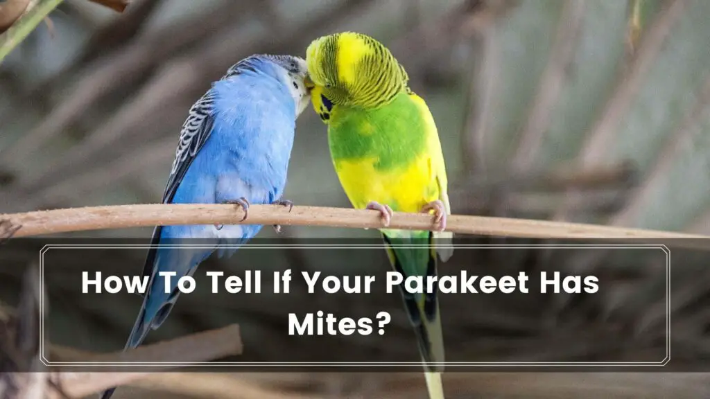 how to tell if your parakeet has mites