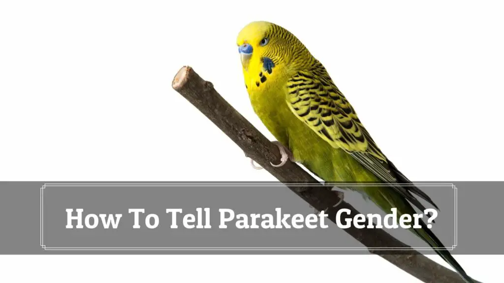 how to tell parakeet gender