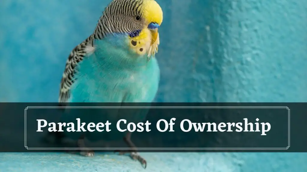 parakeet cost of ownership