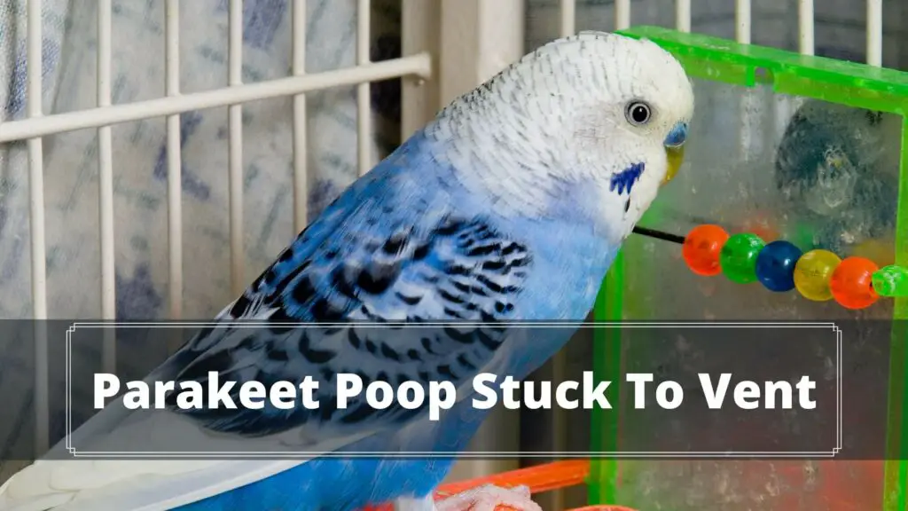 parakeet poop stuck to vent