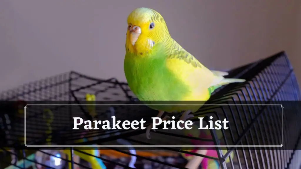 parakeet price list