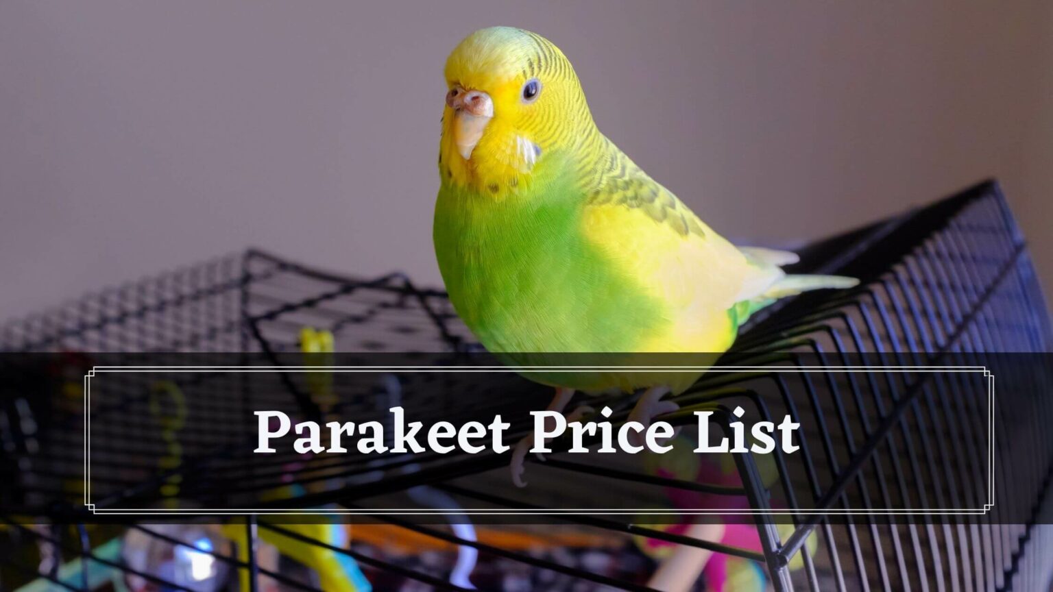 Cost Of Ownership How Much Do Parakeet Cost? Birds News