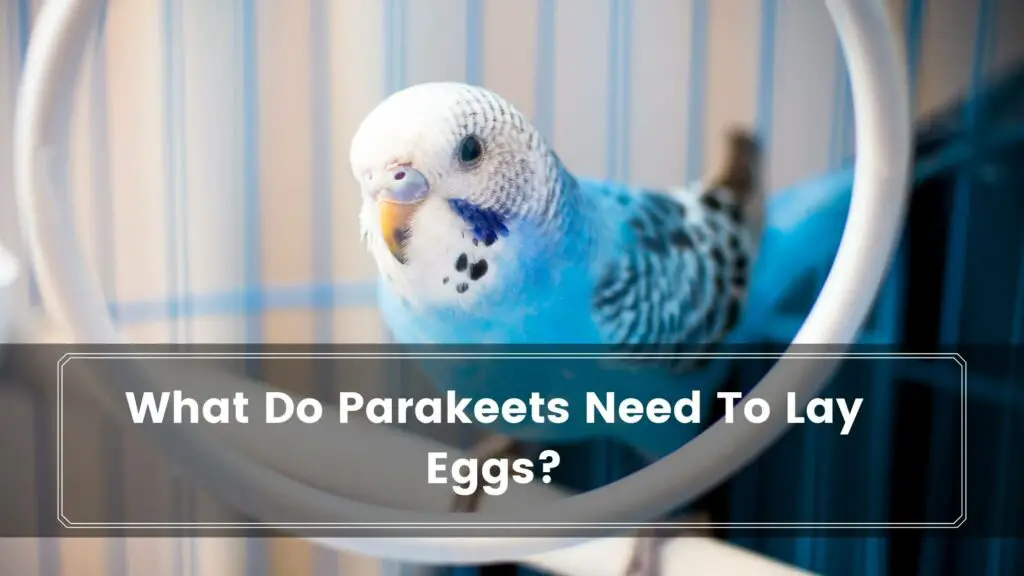 what do parakeets need to lay eggs