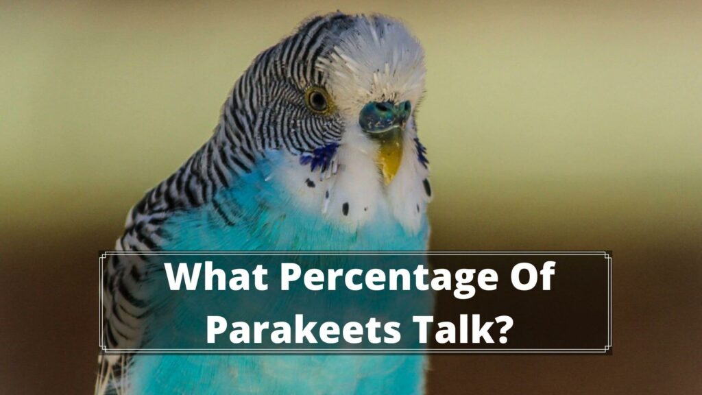 what percentage of parakeets talk