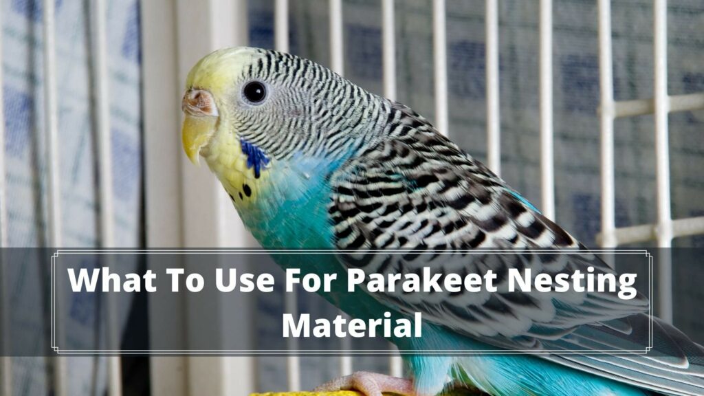 what to use for parakeet nesting material
