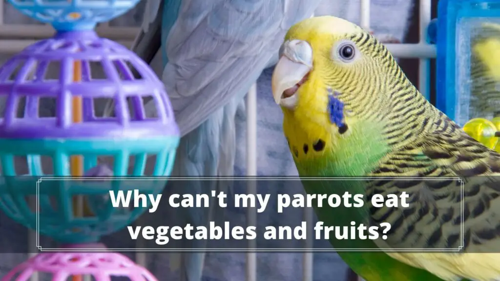 why can't my parrots eat vegetables and fruits