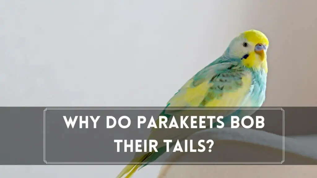 why do parakeets bob their tails